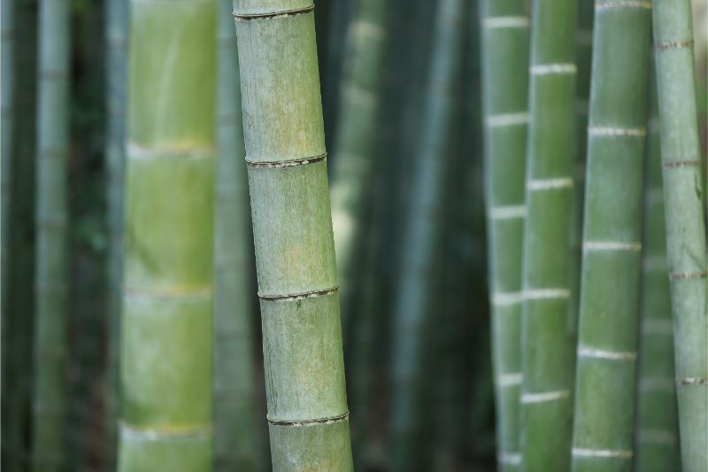 Bambus šťastia v interiéri. Aký vybrať a ako na jeho pestovanie 